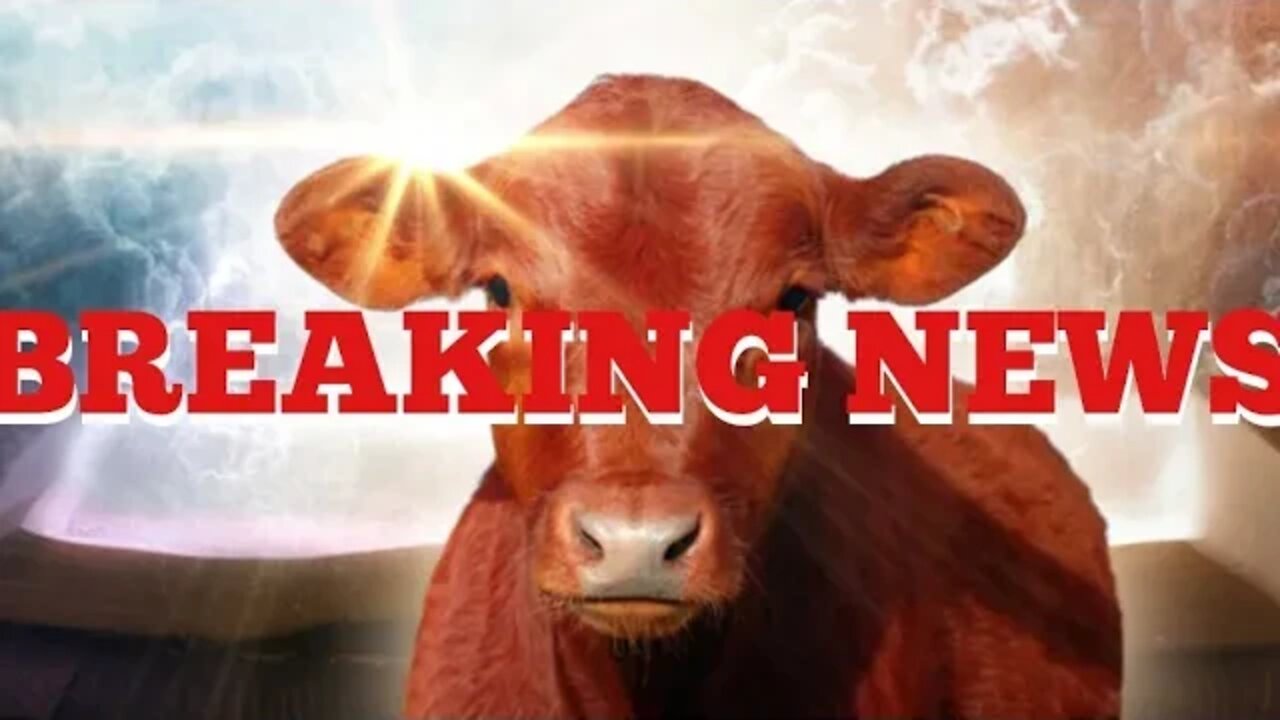 3rd Temple: Christians help Jews search for red Heifer to reinstate Temple service