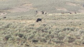 Hayden Valley in Yellowstone National Park