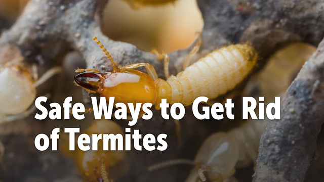 Safe Ways to Get Rid of Termites