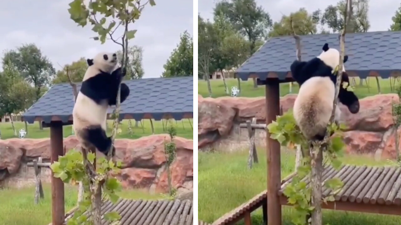 Panda tries to reach for the leaves