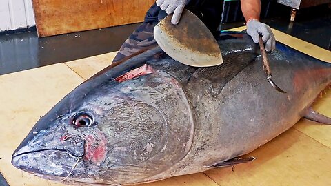 Amazing skill！500 Pound Giant bluefin tuna cutting Master, Luxurious sashim