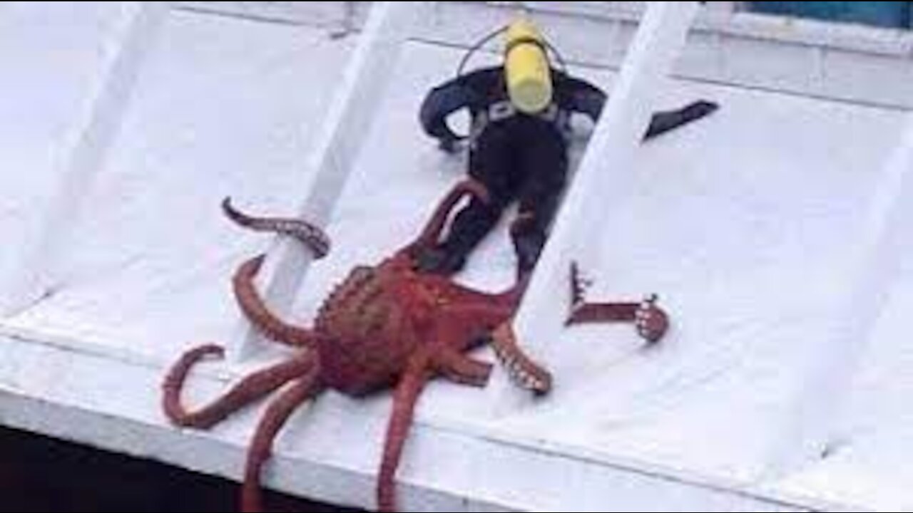 You are luckier than these people! Funny Animals Trolling Human TRY NOT TO LAUGH