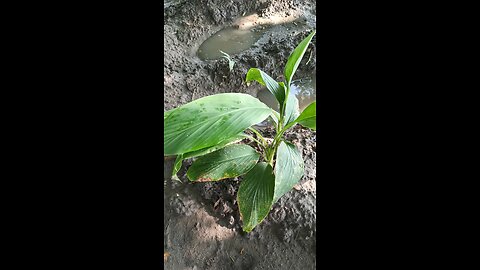 haldi plants