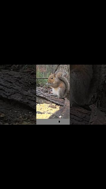 GORGEOUS 😍 Squirrel 🐿️ munchin` his way through his 🥣 snack #cute #funny #animal #nature #wildlife