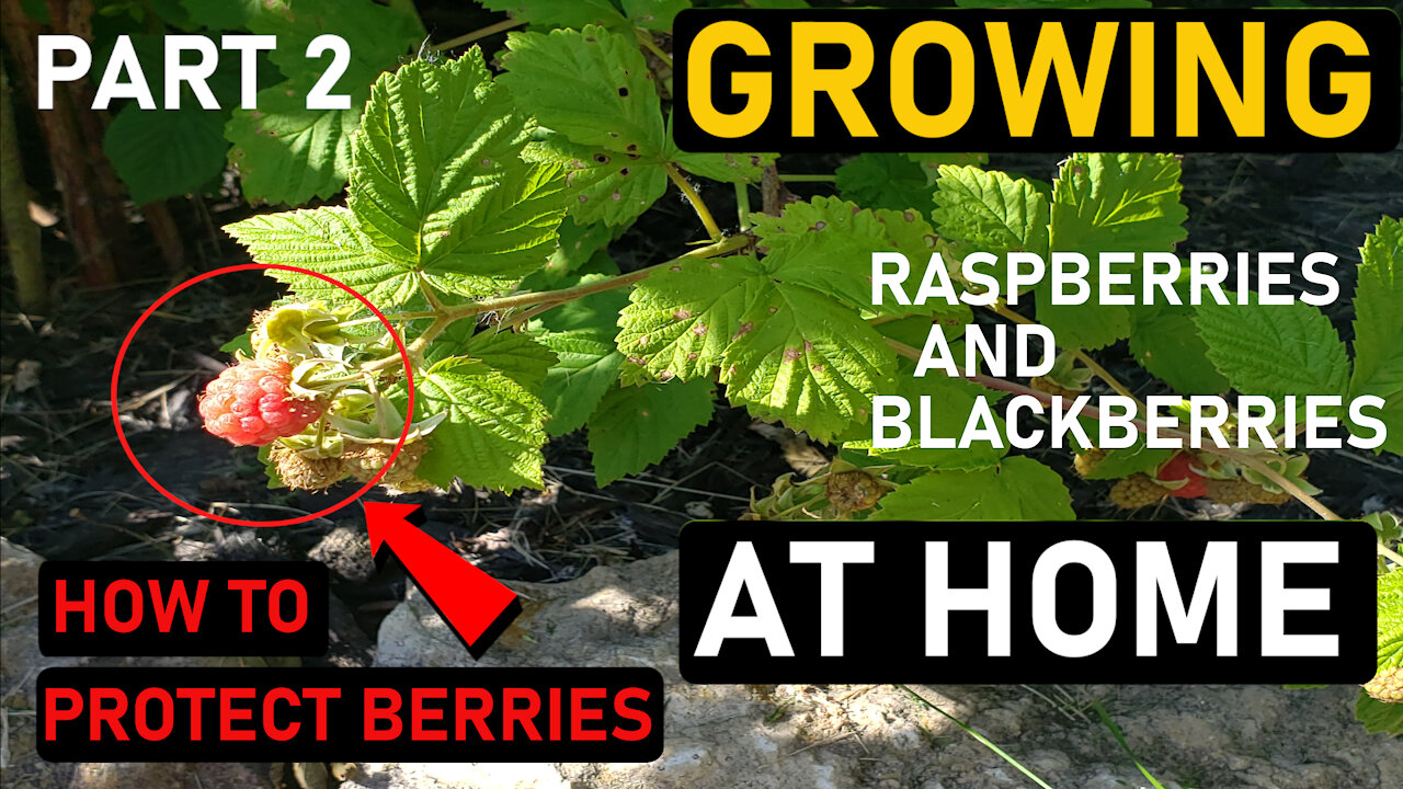 Raspberries and Blackberries at Home (Part 2)