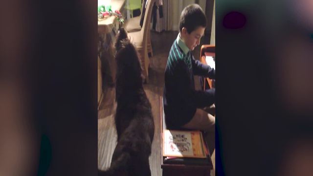 Young Boy Plays The Piano And Cute Dog Howls Along