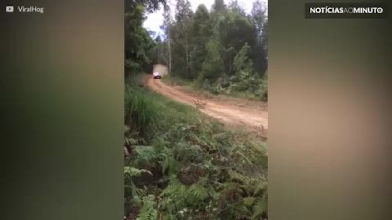 Piloto bate em árvore durante rally na Austrália