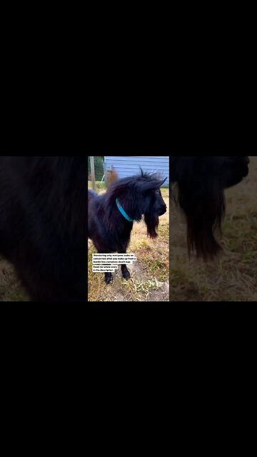 "I was just napping.." #shorts