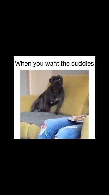 funny dogs vines - 🤣🐶 dogs😻 - awesome funny pet animals videos