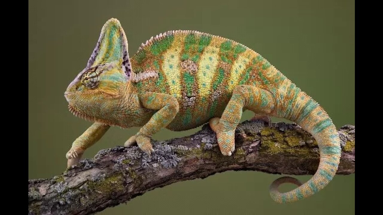 An animal that changes color according to the surrounding environment