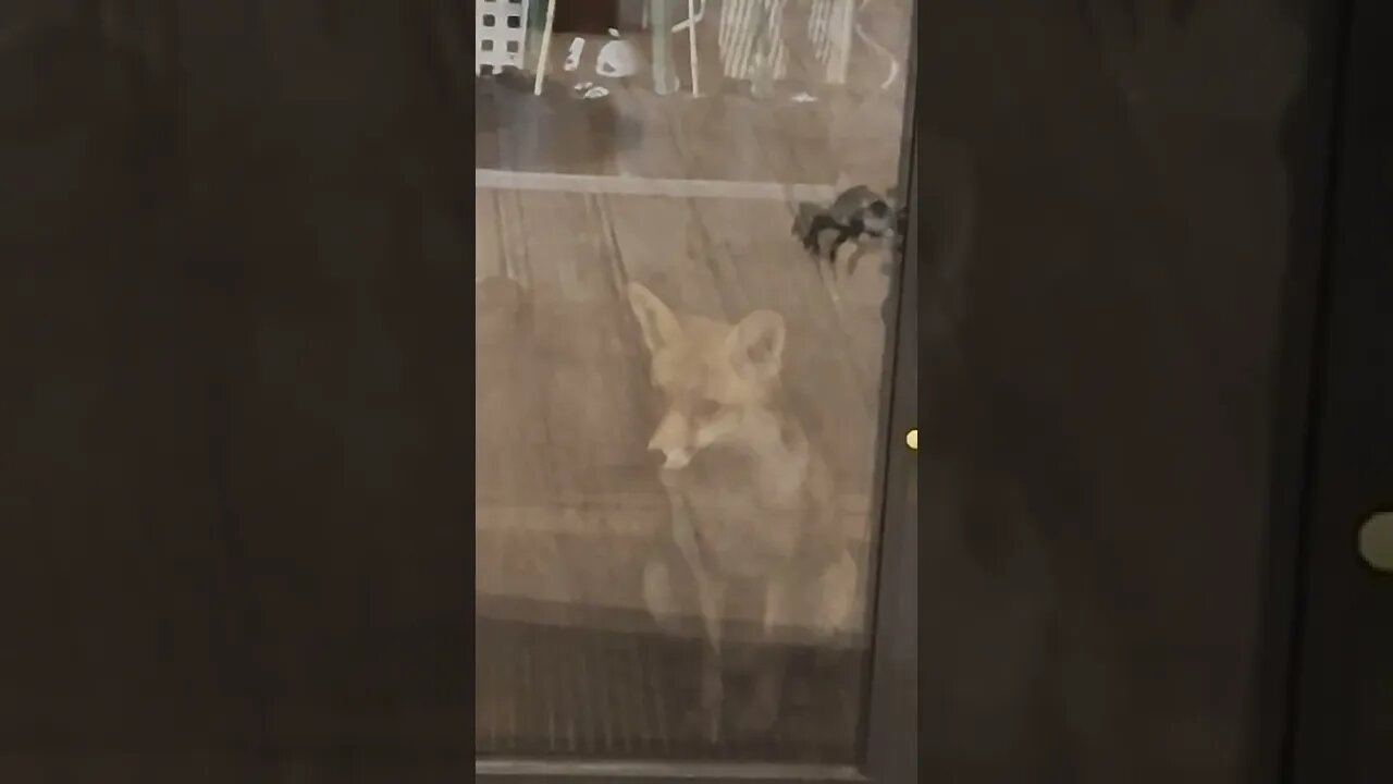 🦊Urban #fox Ajax literally knocking on the door begging for an egg..