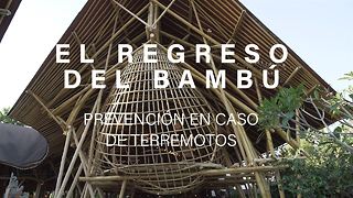 El regreso del bambú