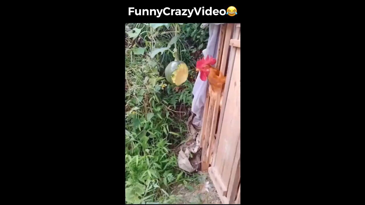 Mr FunnyCrazyVideo😂 Just Incredible Video Funny and Crazy #Like Follow for Follow 🥰