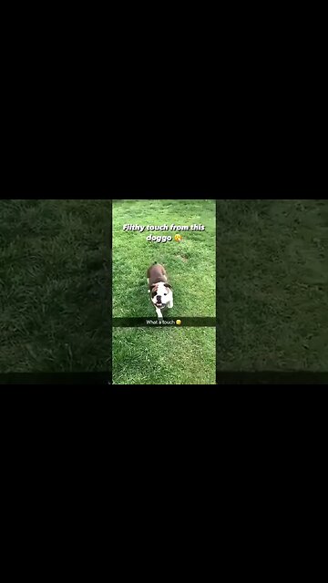 That’s an elite skill set ! 🐕⚽️ 📺 IG (via @cy_saunders) #shorts #subscribe #viral #shortvideo #lol
