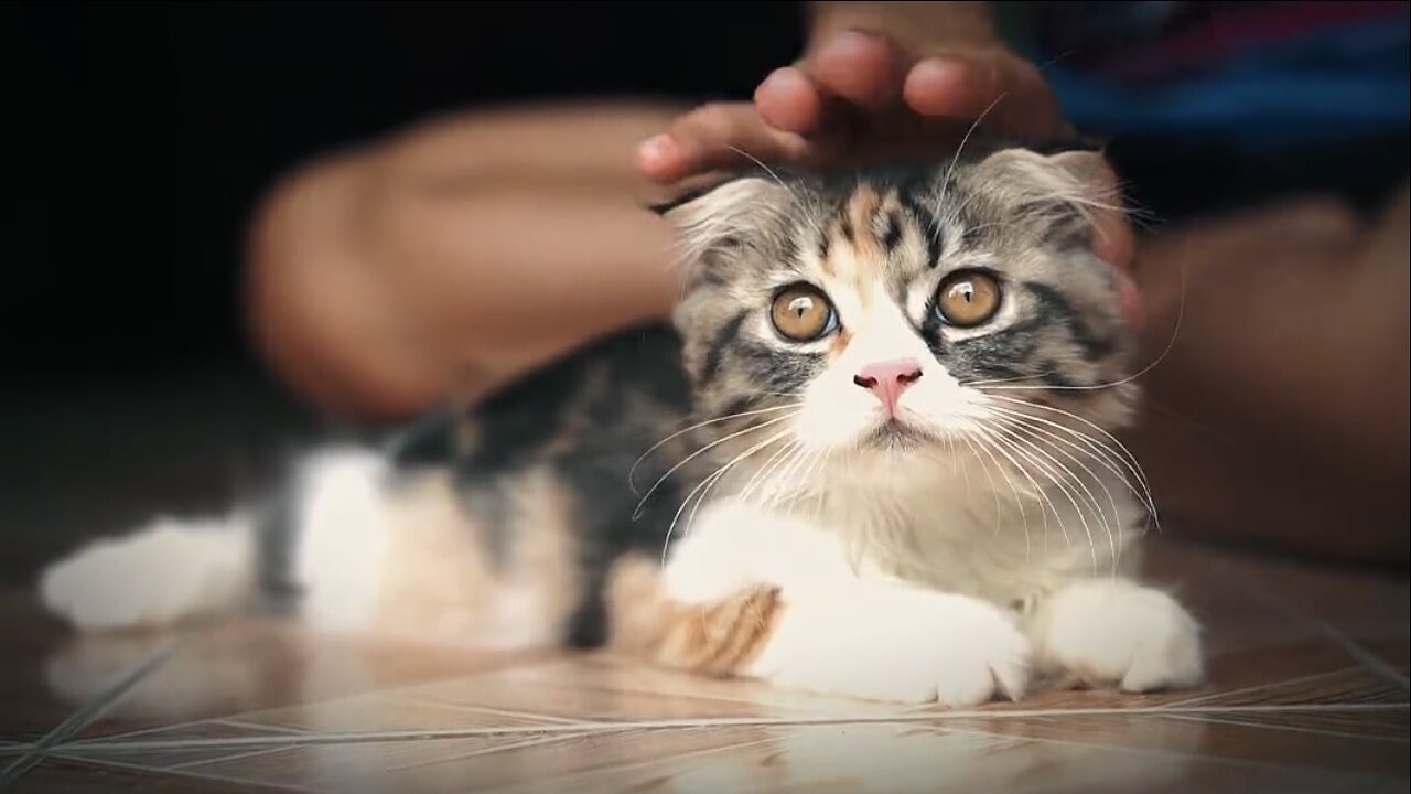 Beautiful cat 🐈 trending video