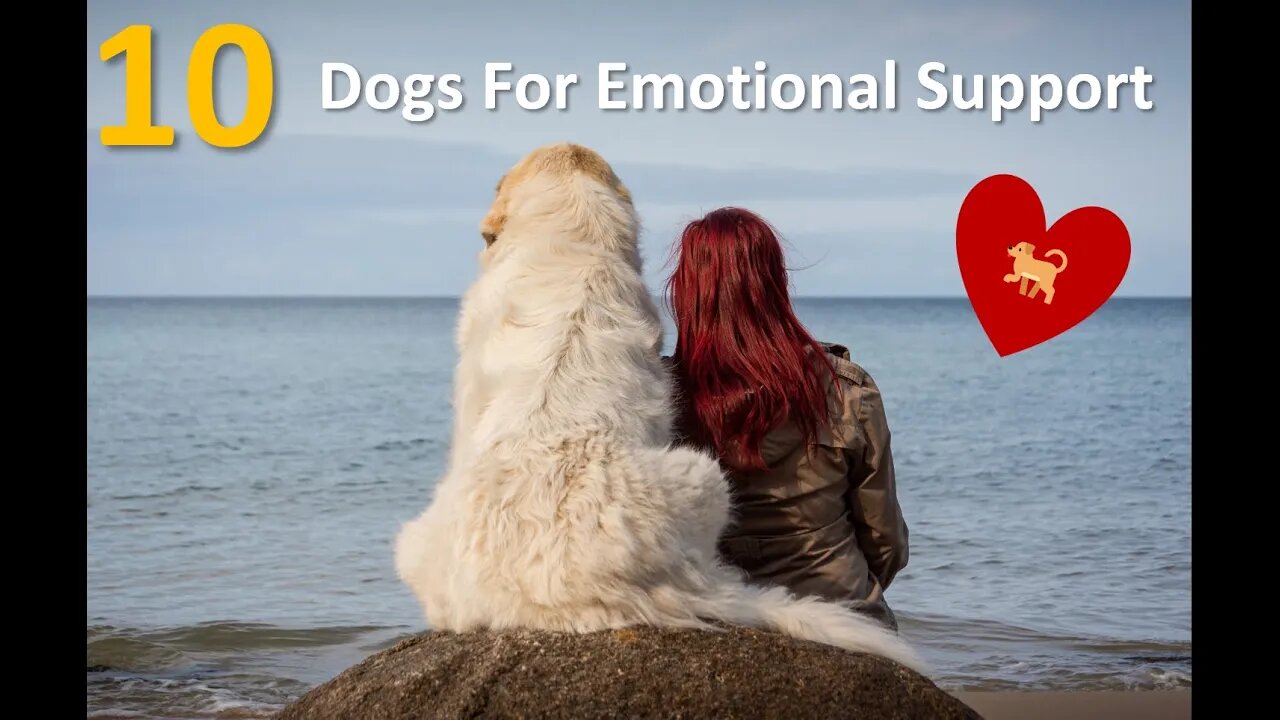 10 Dogs Breeds That Bring Us Happiness | Good Ambience | Good Radiance | Emotional Support Dogs