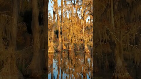 Cypress Tree Sunset, Banks Lake NWR #shorts