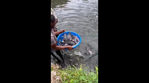 Fish Farming