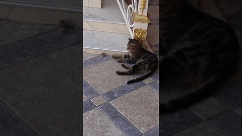 Кот и мышь. Кто кого