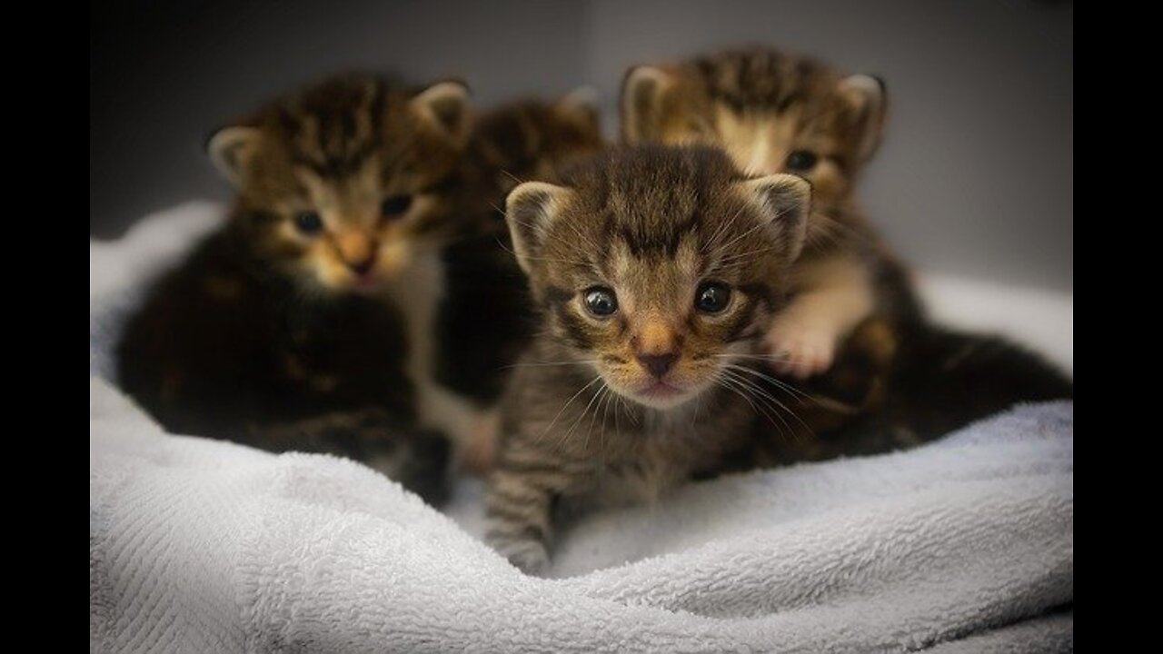 Baby cats