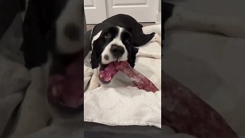dogs, dogvideos, shorts, dogshorts, dog lovers, dogclips, dog 17
