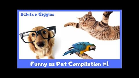 Funny Animal Videos Compilation #1 - Cute Pets _ Cats Dogs Birds