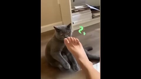 Funny cats