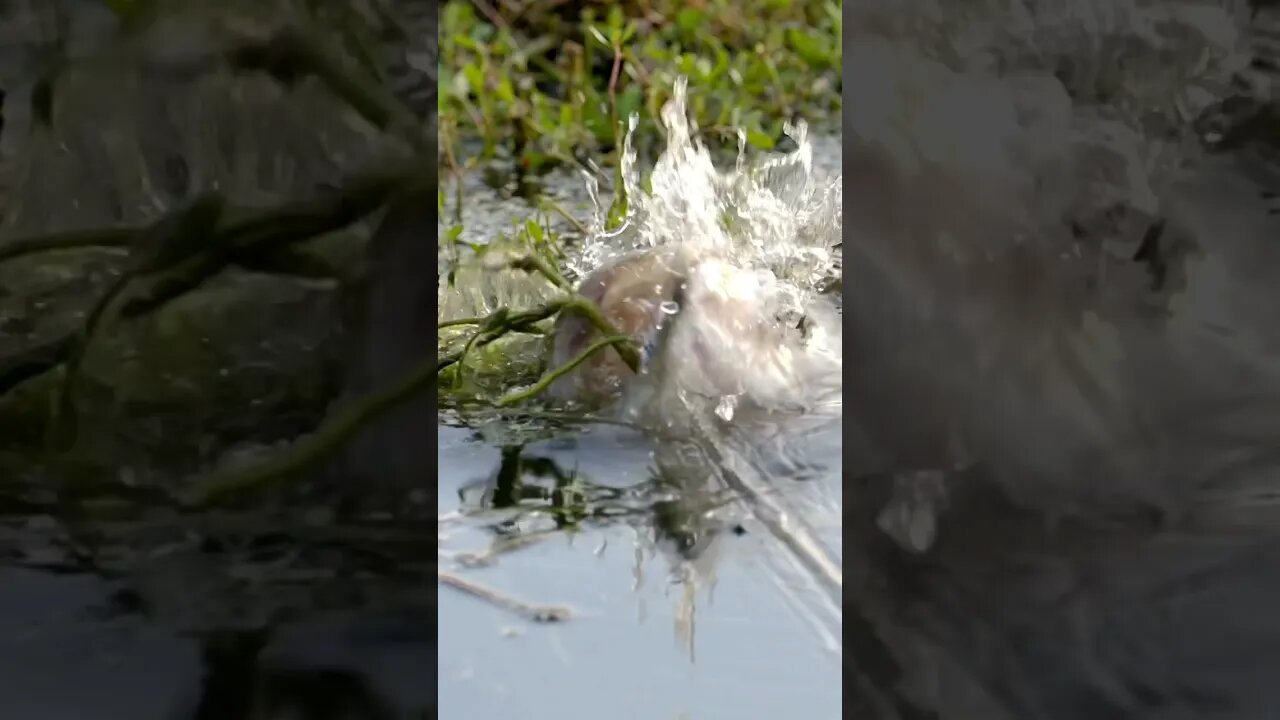 Giant Bass Eats Vega Frog (TopWater Explosion) #shorts