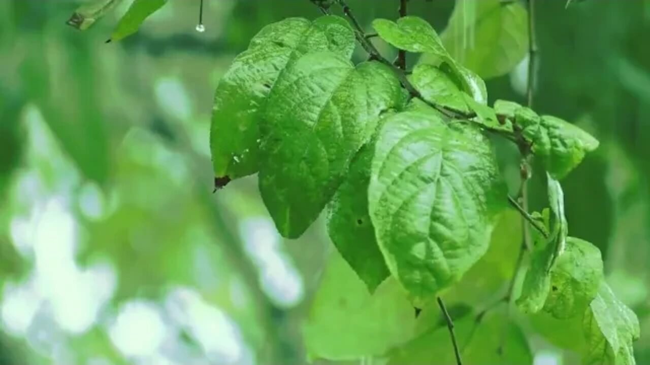 Howling Wind/Rain Storm in the Mountains, 2 hours of Uninterrupted Sounds for your Well-being