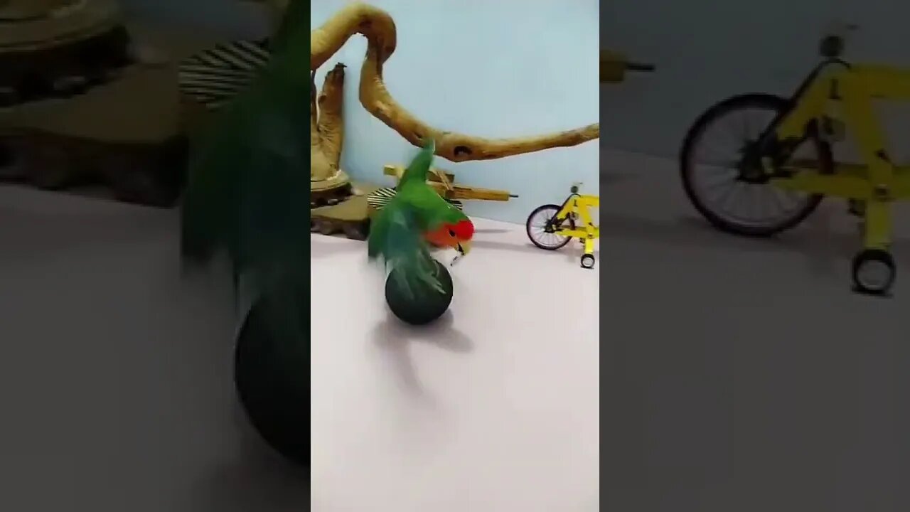 Amazing Parrot 🔥 Balancing Act #shorts #short #viral