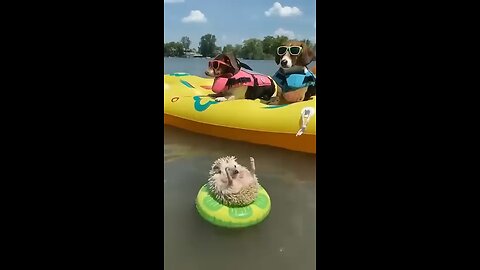 10 Cute Animal Videos That Will Make You Smile10 Cute Animal Videos That Will Make You Smile