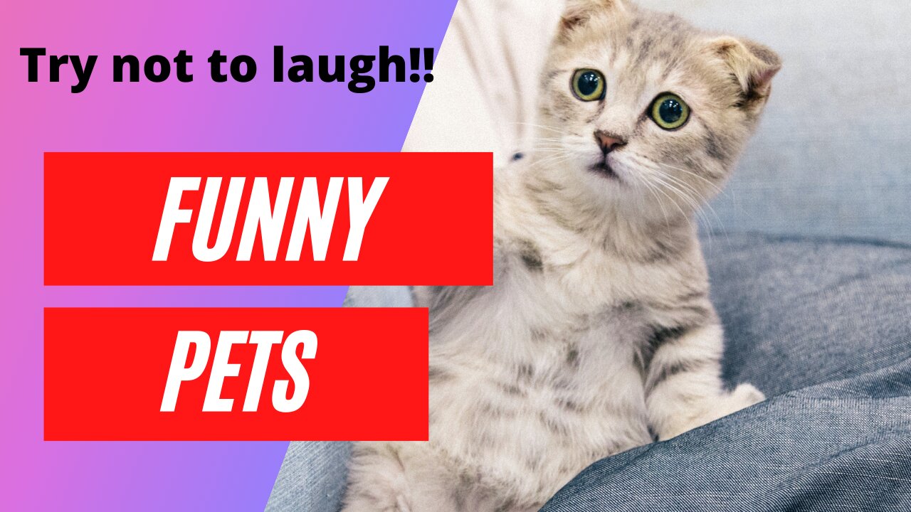 Funny Cats - Try not to laugh!!