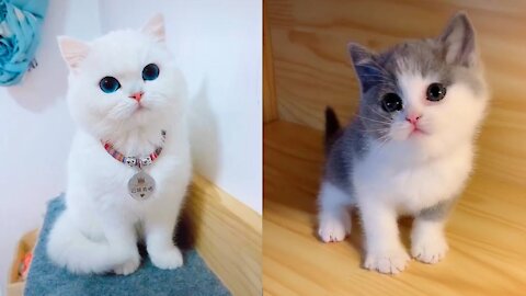 Baby Cats - Cute and Funny Cat Videos Compilation 12