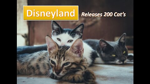 Disneyland Releases Cat's