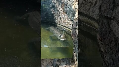 Another video of the Indian Gavial 🤫