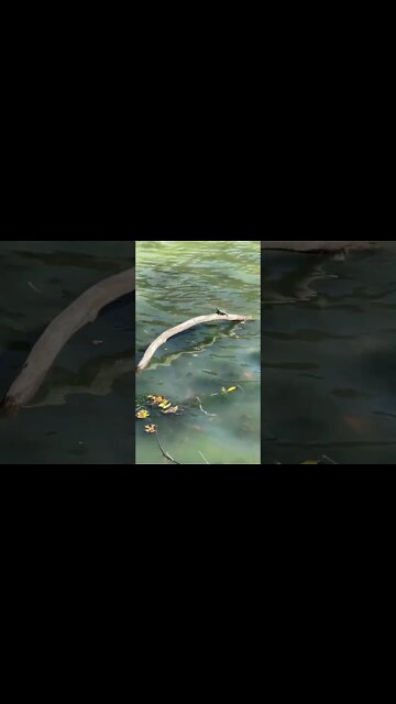 Tiny Suntanning Turtle