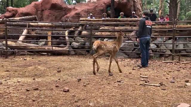Rescued elk calf, pronghorn debut at Bearizona
