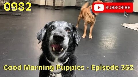 [0982] GOOD MORNING PUPPIES - EPISODE 368 [#dogs #doggos #doggos #puppies #dogdaycare]