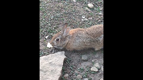 Hungie bunnehs!