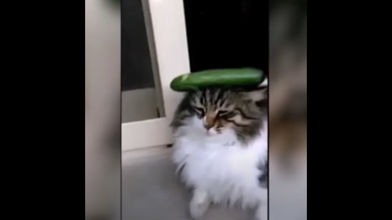 TOP10 - CATS vs CUCUMBERS !