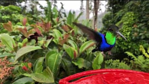 Incredibile slow-motion di un gruppo di colibrì