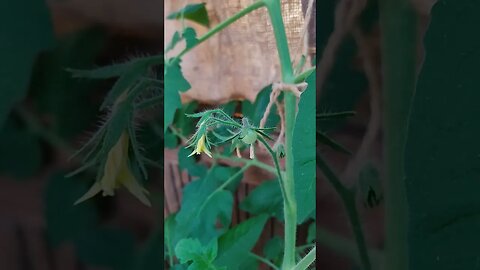 A growing tomato - yummie :-) #shorts