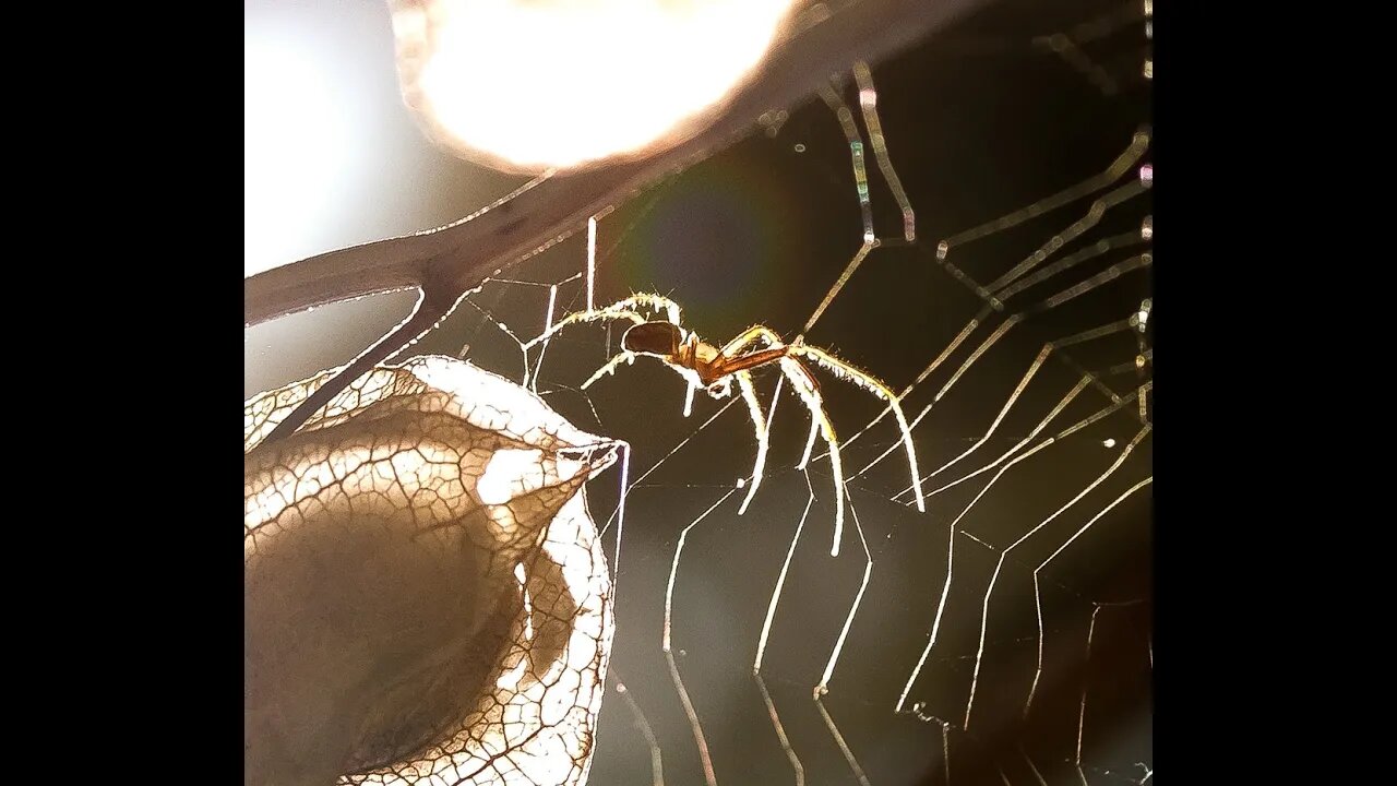 Spindlar