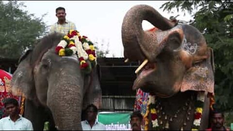 Ces éléphants sacrés se rendent à une session beauté dans un spa indien