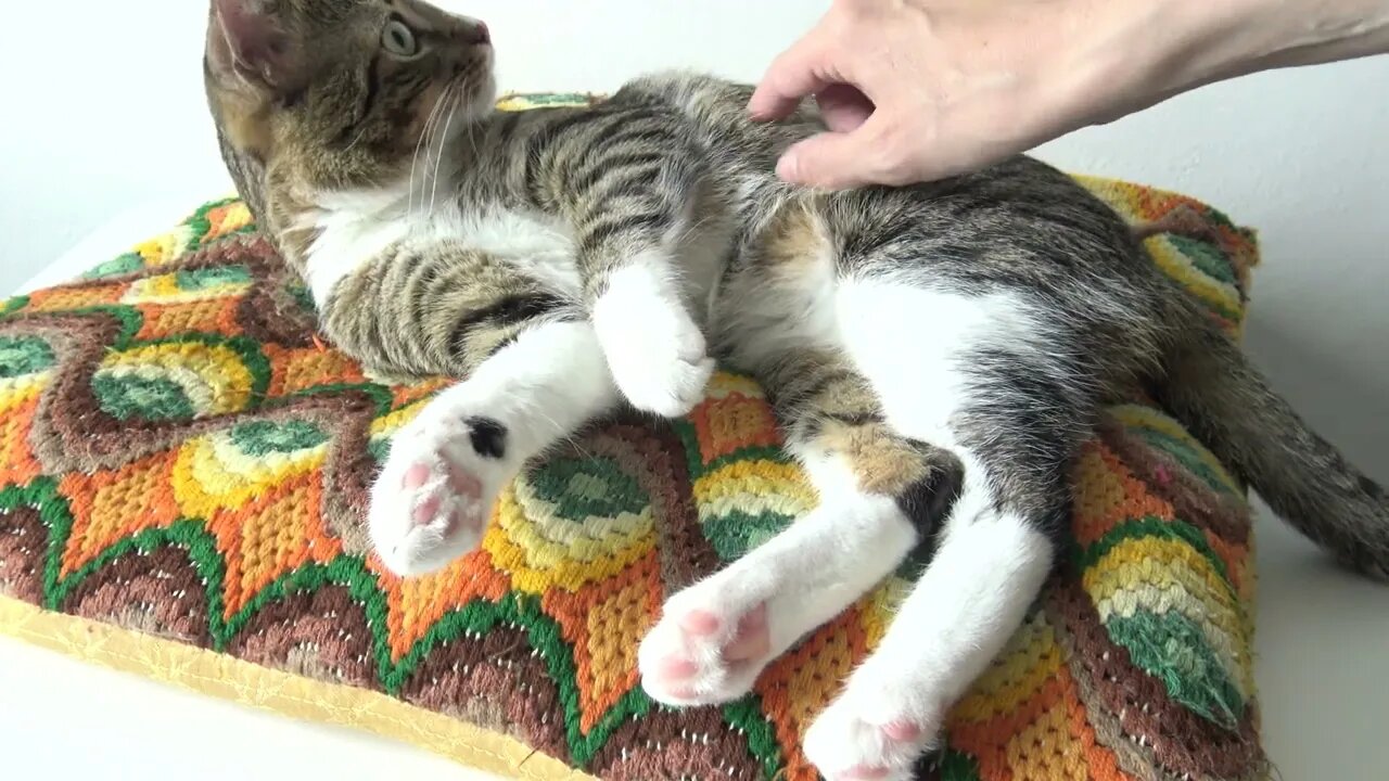 Fluffy Cat Sleeps on His Favorite Pillow