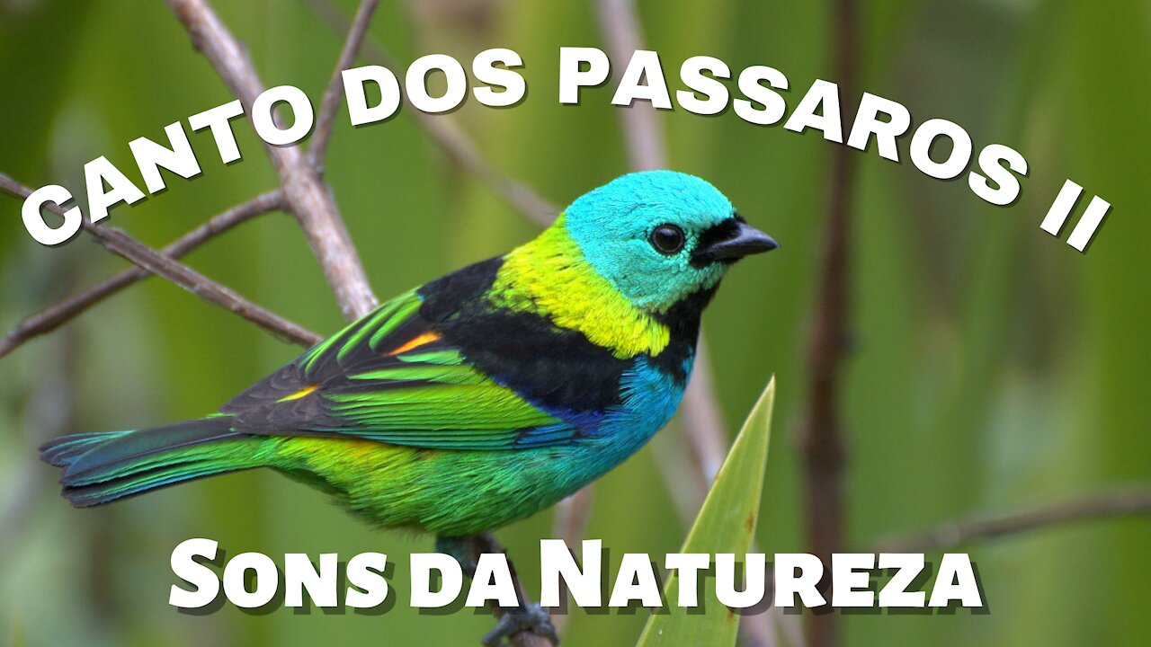 Nature Sound Relaxation/Birds Singing/Relaxing 2021