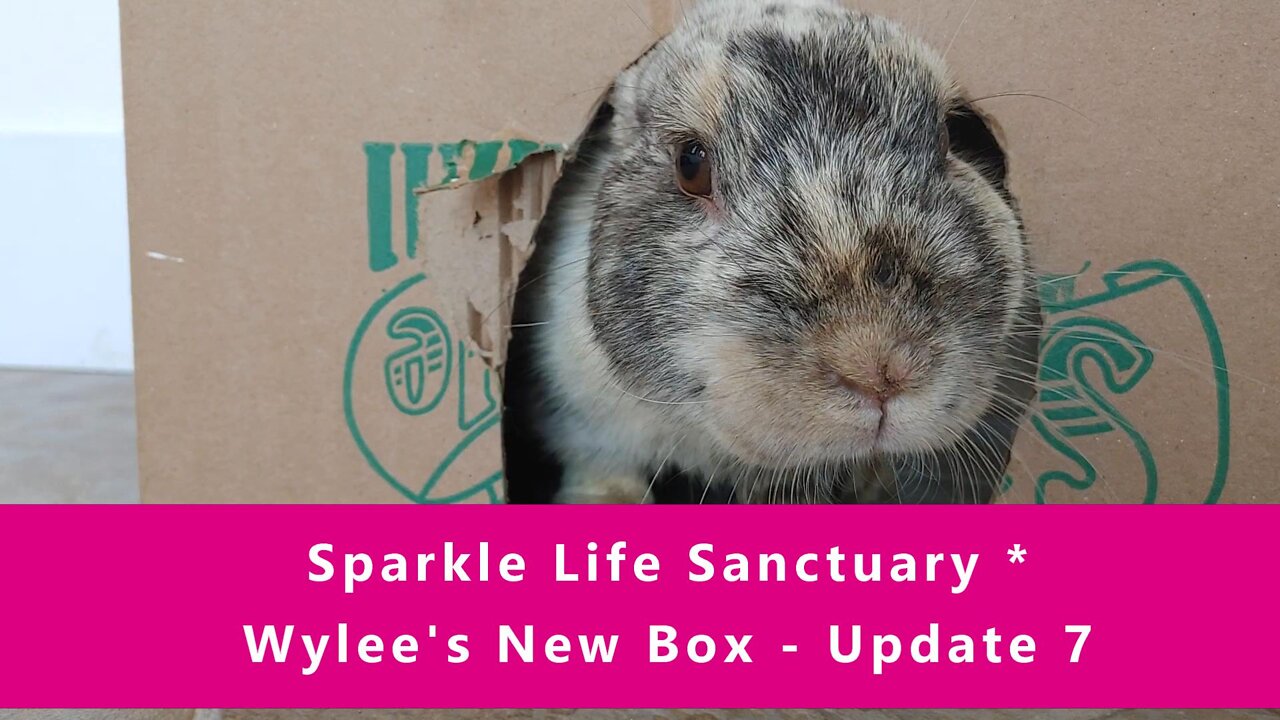 Wylee's New Box - Update #7