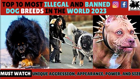 Top 10 Most Illegal Dog Breeds In The World | Most Banned Dog Breeds In US and UK | Animals Addict