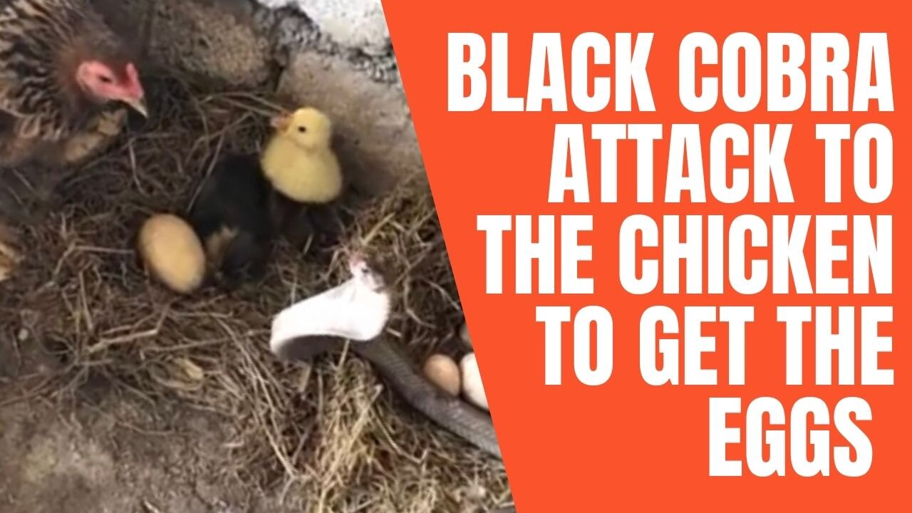 Black Cobra (Snake) Attack The Chicken to Get the Eggs