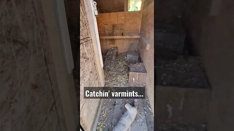 Catchin' varmints... #varmints #lifewithdogs #goodmorningsunshines